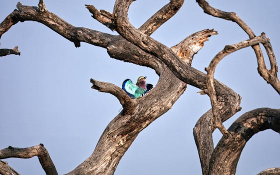 Witness Safari Grandeur at Singita Faru Faru, Tanzania